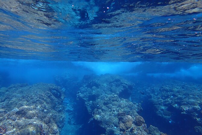 Private 4 Hours Reef Discovery Luxury Private Treasure Hunt in Bora Bora - Stop Two: Manta Rays and the Excitement of First Sightings