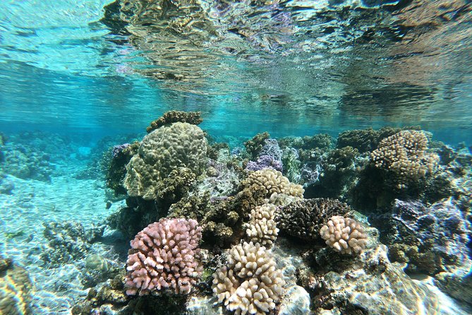 Private Boat Tour of Moorea Lagoon - What the snorkeling feels like for beginners