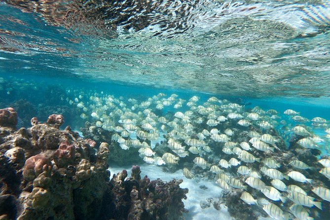 Private Boat Tour of Moorea Lagoon - Why an early departure may be worth it