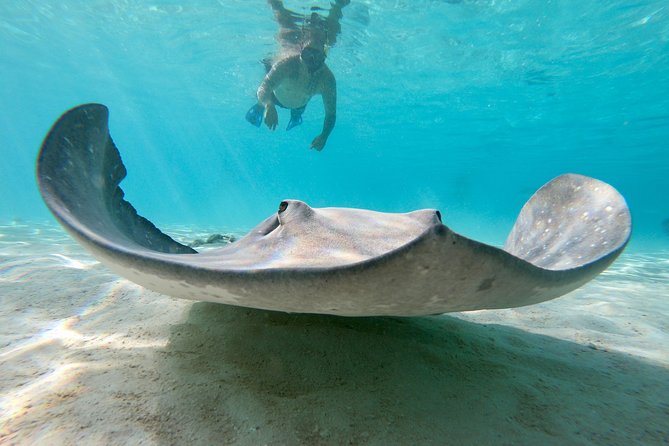 Private Boat Tour of Moorea Lagoon - Is $293.94 per person good value?