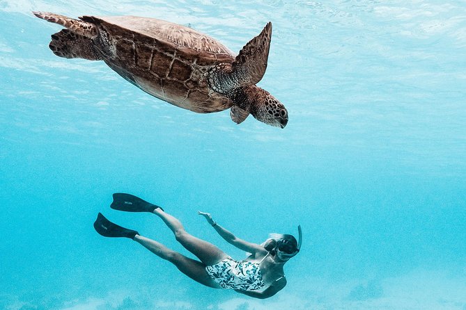 Private Boat Tour of Moorea Lagoon - Snorkeling with rays, sharks, turtles, and reef fish