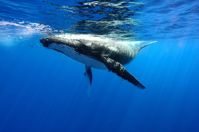 Private boat tour to swim with whales and sharks - Four Hours in Search of Moorea’s Humpback Whales