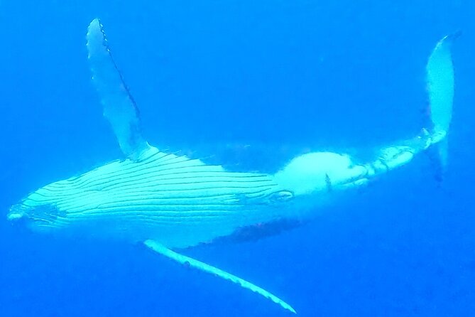 Private boat tour to swim with whales and sharks - Why a Private Boat Can Be Worth the Price