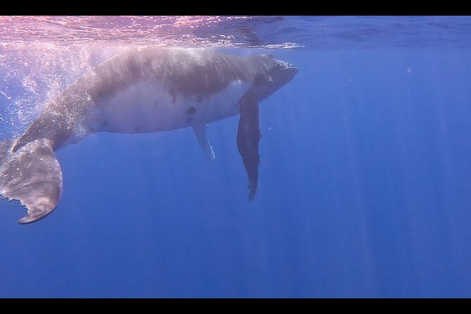 Private boat tour to swim with whales and sharks - Weather and Animal Behavior Control the Day