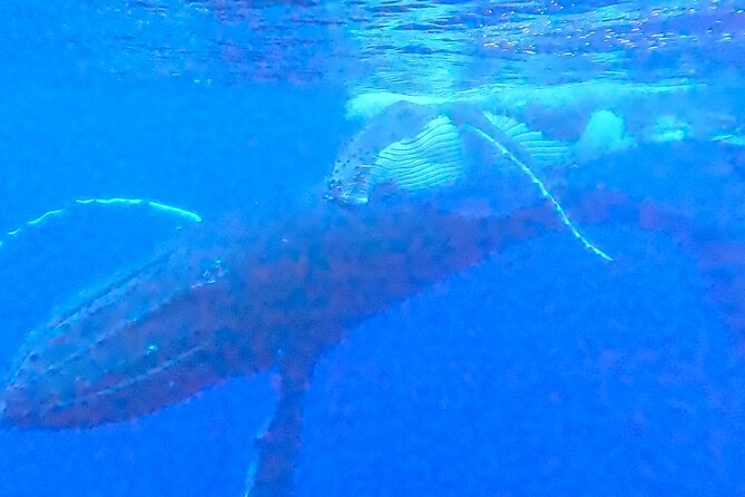Private boat tour to swim with whales and sharks - Booking Timing, Cancellation, and Practical Details