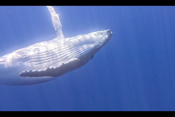 Private boat tour to swim with whales and sharks - What Happens Before You Enter the Water