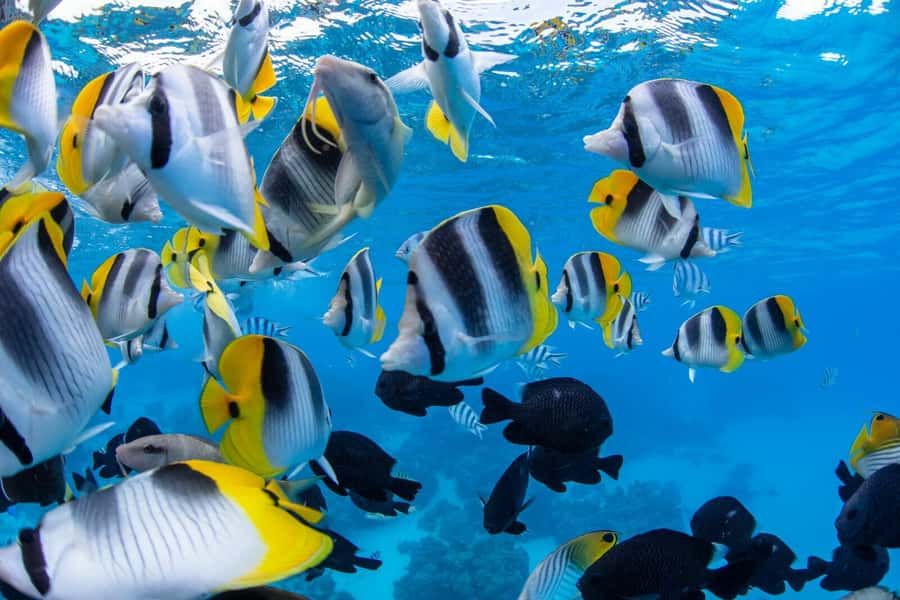 Private Bora Bora Lagoon Snorkel Cruise with BBQ Picnic - What the day feels like in practice