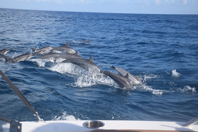 Private Day Trip Hike and Boat in Moorea - Looking for rays, sharks, turtles, dolphins, and whales