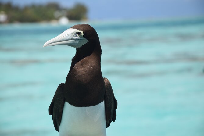 Private Day Trip Hike and Boat in Moorea - The private format and the role of Fabian and Nikki