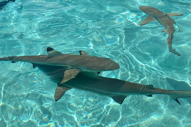 Private Day Trip Hike and Boat in Moorea - What the $1,822 price really buys