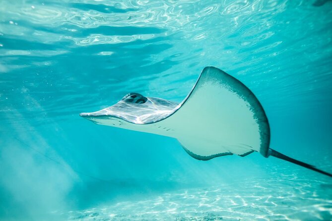 Private Discovery of the Marine Fauna of Moorea - First Stop: Stingrays and Blacktip Sharks at the Sandbar