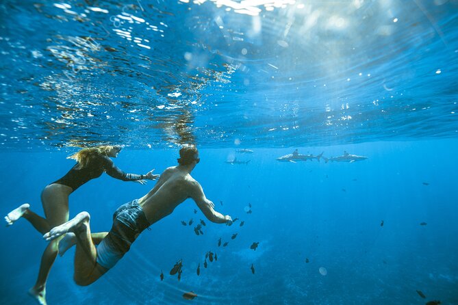 Private Discovery of the Marine Fauna of Moorea - The Outer Reef Drop-Off and Open-Water Sharks