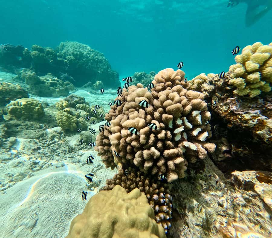 Private E-Board Tour of Moorea Lagoon - Is $94 a fair price?