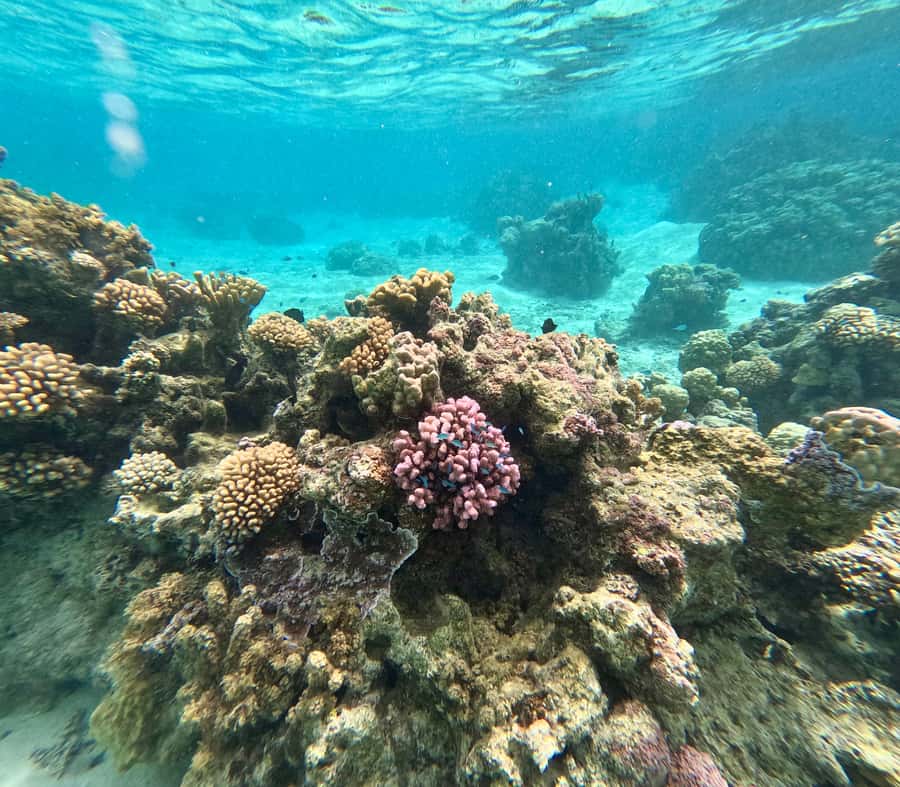 Private E-Board Tour of Moorea Lagoon - Timing, meeting point, and cancellation