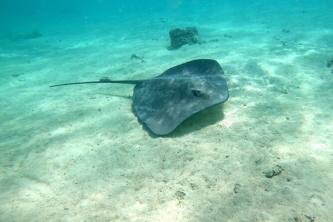 Private Excursion with E-Board in Moorea with snorkeling - Cruising above the shallow lagoon