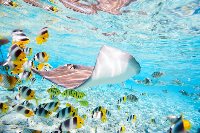 Private Full-Day Lagoon Adventure in Bora Bora with BBQ Lunch - Stop two: stingrays in shallow water