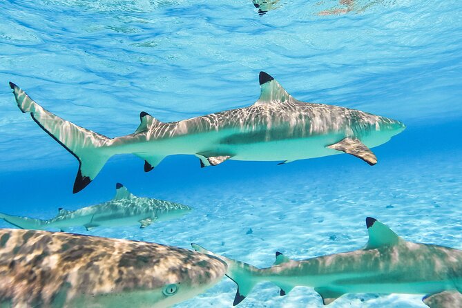 Private Full-Day Lagoon Adventure in Bora Bora with BBQ Lunch - A 12:30 Polynesian lunch on a private motu