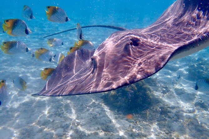 Private Full Day Lagoon Safari and Lunch on a Motu in Bora Bora - A motu lunch with fresh island flavors