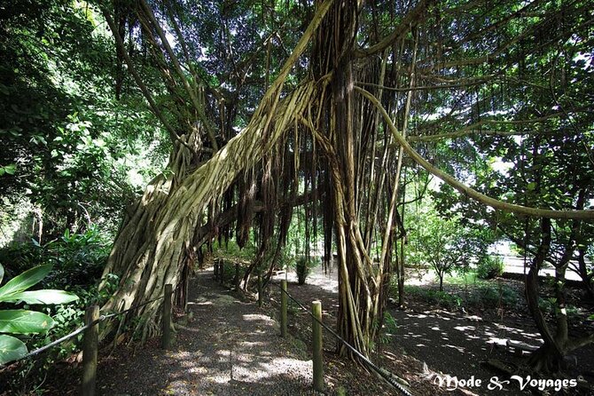 Private Full Day Tour of Tahiti - Vaipahi Gardens and a slower 40 minutes