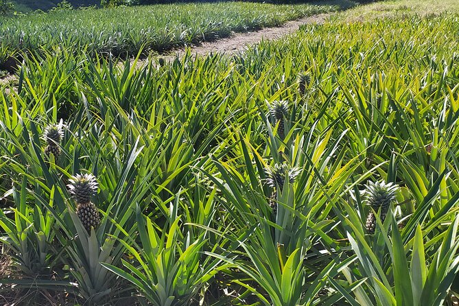 Private Guided Tour around the Moorea Island - Cook’s Bay, Rotui, and the juice factory