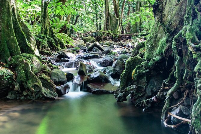 Private Half-Day Hike in the Opunohu Valley in Moorea - What the private format changes