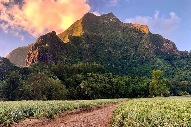 Private Half-Day Hike in the Opunohu Valley in Moorea - Plants become part of the story