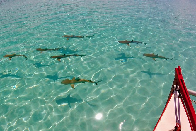 PRIVATE Half Day Tour : Moorea Snorkeling & Sailing on a Catamaran named Taboo - From pickup to the first stretch of open water