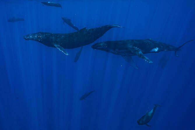 Private Half Day Whale Watching Tour - Fruit, Drinks, and the Small Comforts