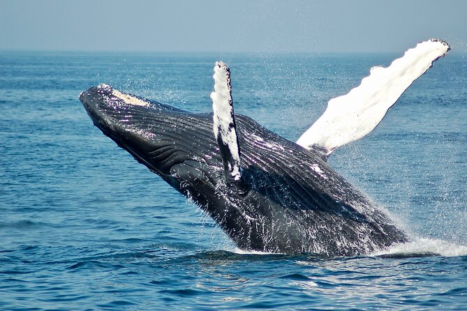 Private Half Day Whale Watching Tour - Whale Watching With Respect for the Animals