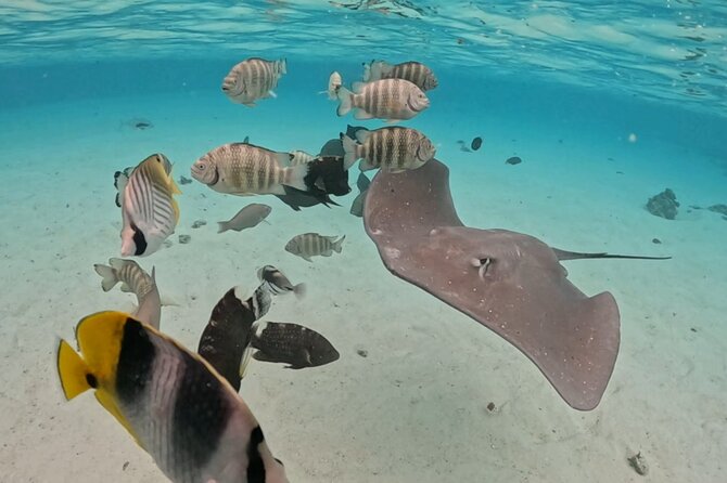Private Lagoon Exploration and Snorkeling in Moorea - Turtles and fish over the coral reef