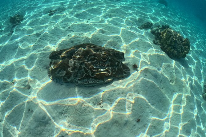 Private Lagoon Exploration and Snorkeling in Moorea - The underwater tikis