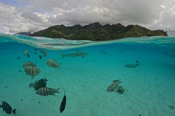 Private Lagoon Exploration and Snorkeling in Moorea - Who will get the most from this outing
