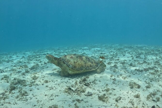Private Lagoon Exploration and Snorkeling in Moorea - Should you book the Moorea lagoon tour?