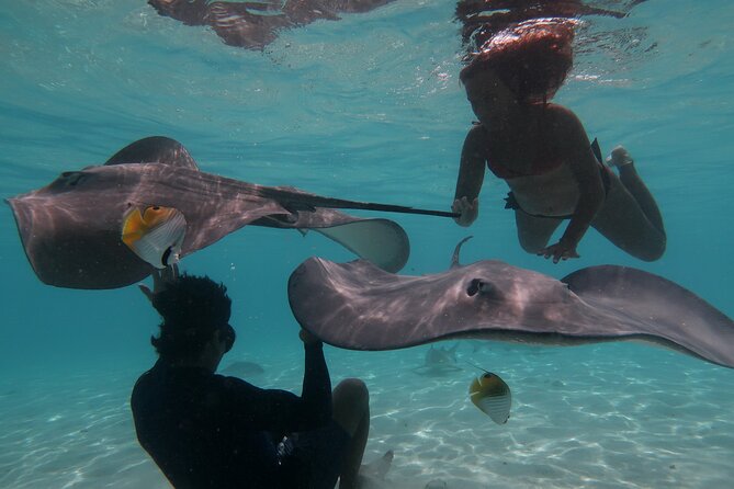 Private lagoon tour (rays, sharks, turtles) by boat in Moorea - Key points to know before booking
