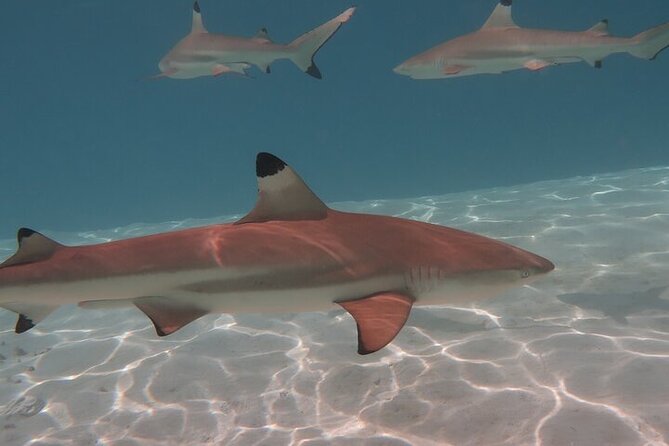 Private lagoon tour (rays, sharks, turtles) by boat in Moorea - Cook’s Bay by boat, with Moorea’s mountains overhead