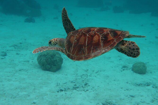 Private lagoon tour (rays, sharks, turtles) by boat in Moorea - Opunohu Bay and the quieter side of the route