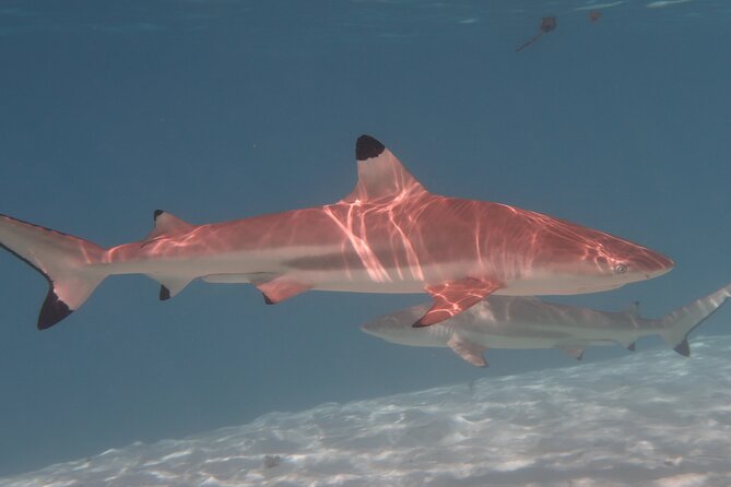Private lagoon tour (rays, sharks, turtles) by boat in Moorea - The $976.97 price for two people