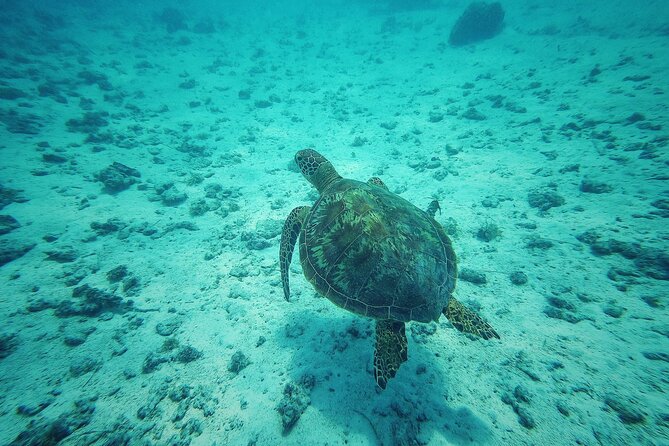 Private Marine Excursion and snorkeling in the lagoon of Moorea - Setting out from Quai des Croisières