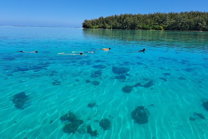 Private Marine Excursion and snorkeling in the lagoon of Moorea - Stingrays and blacktip sharks in the lagoon