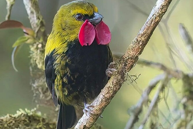 Private Port Moresby City Tour - Is $350 Per Person Fair?