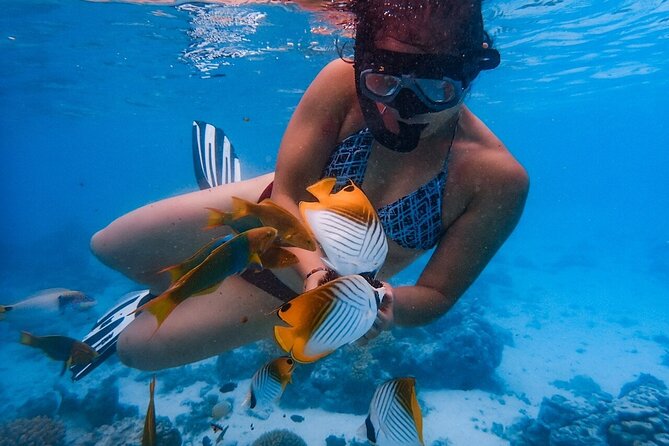 Private Rarotonga Turtle Tour - Swimming with turtles at Avaavaroa Passage
