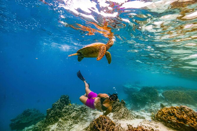 Private Rarotonga Turtle Tour - Group size and the private-tour question