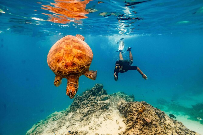 Private Rarotonga Turtle Tour - Photos, fruit, and the extras
