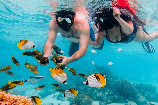 Private Rarotonga Turtle Tour - Choosing the best time and handling weather
