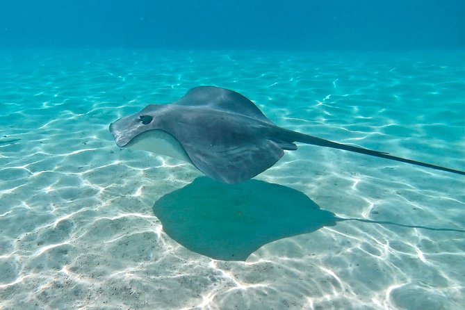 PRIVATE Sunset Tour: Moorea Snorkeling on a Catamaran named Taboo - Is $848.24 a fair price?