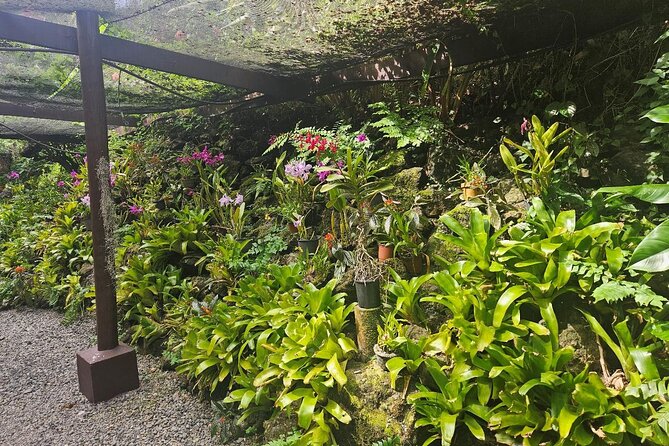 Private Tour: Best of Nadi Highlights - Timing, transport, and comfort