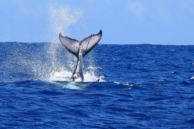 Private tour observing and swimming with humpback whales in Moorea - Snorkeling with rays, sharks, and turtles
