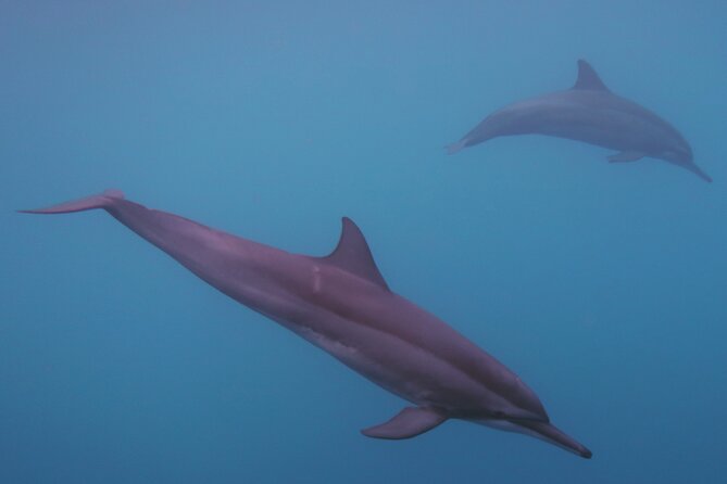 Private tour observing and swimming with humpback whales in Moorea - Setting out from Maharepa on the Mana’hau