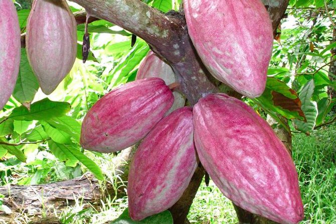 Private Tour to Aelan Chocolate Factory in Port Vila - How to make the most of the visit