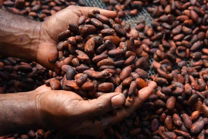 Private Tour to Aelan Chocolate Factory in Port Vila - Is Aelan Chocolate Factory worth $11?